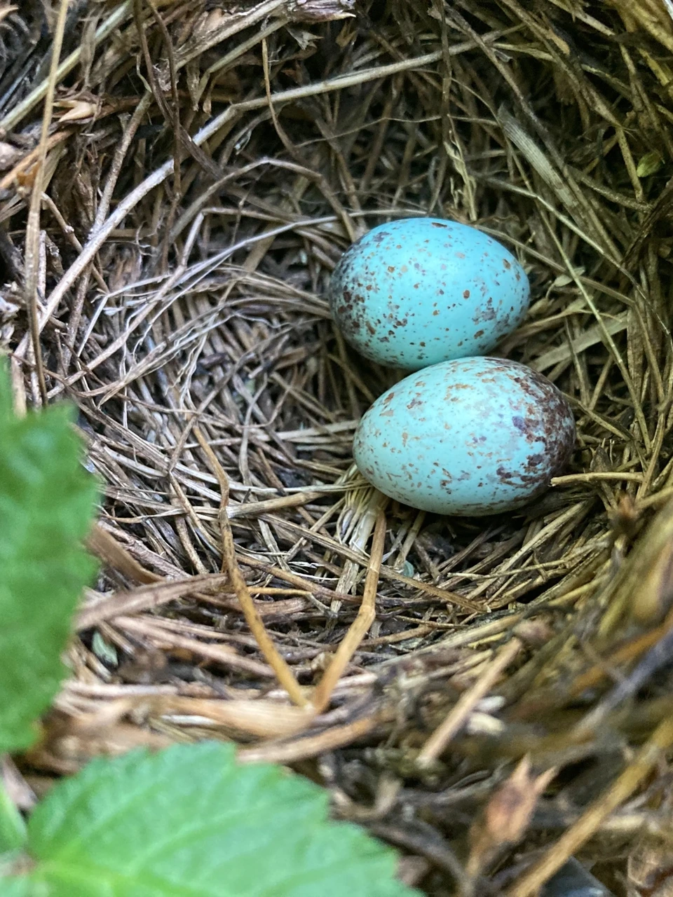 Two speckled blue bird eggs resting in a grass nest tucked among leaves