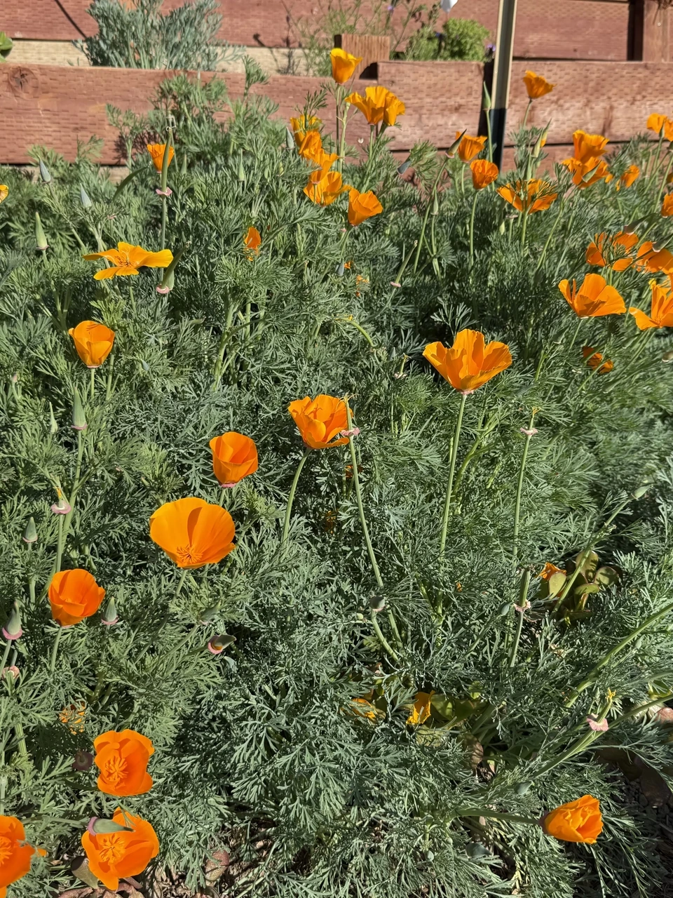 California poppies in full orange bloom among feathery green foliage