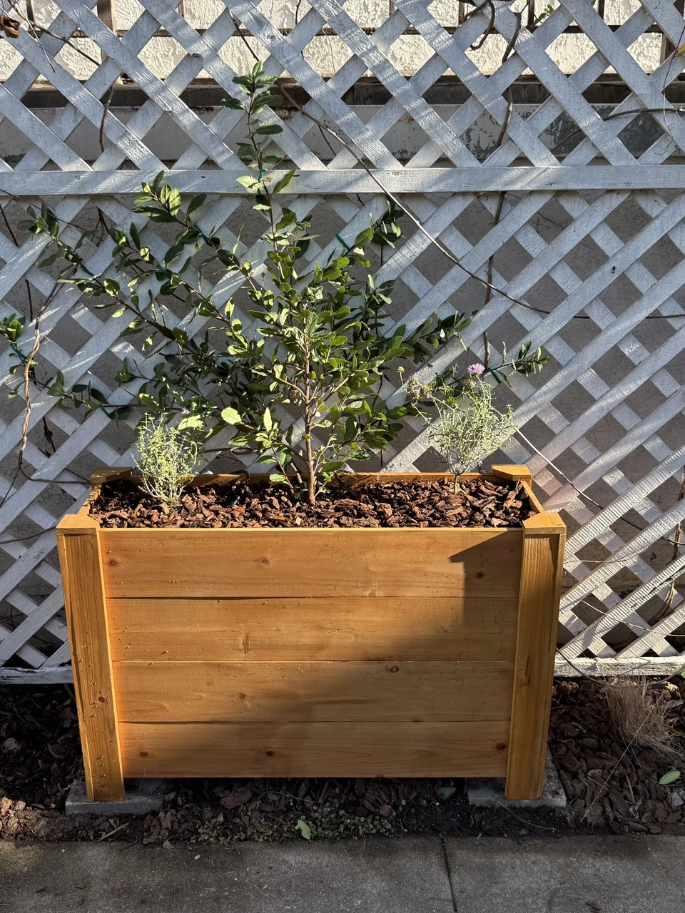 Cedar planter box with young edible shrubs against a lattice fence