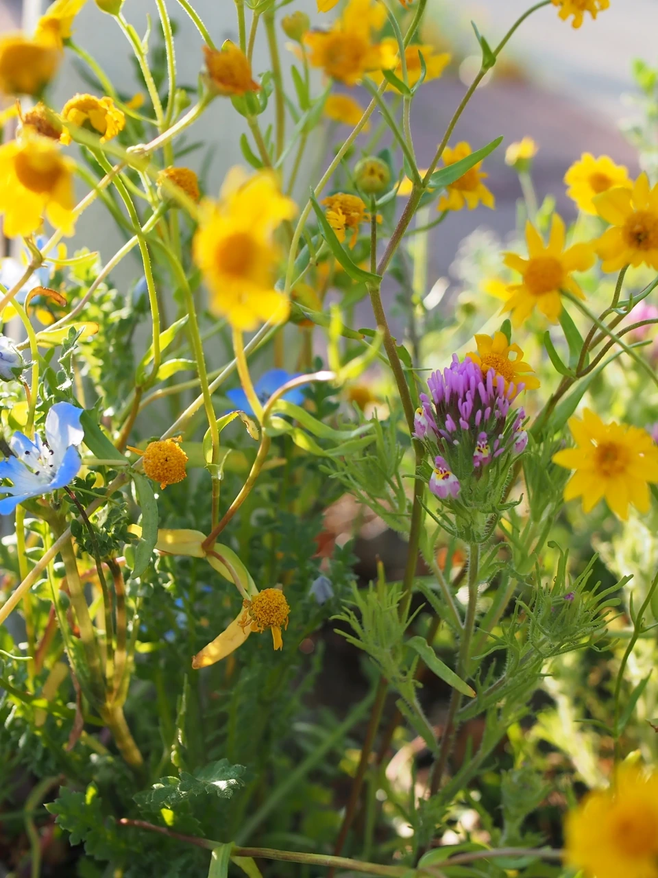 Mixed native wildflowers with yellow, blue, and purple blooms attracting pollinators