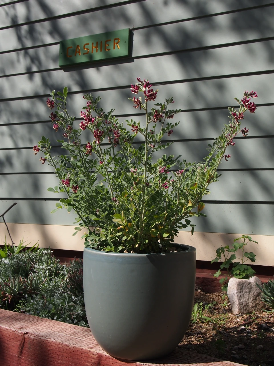Potted salvia with deep red blooms thriving beside a garden sign